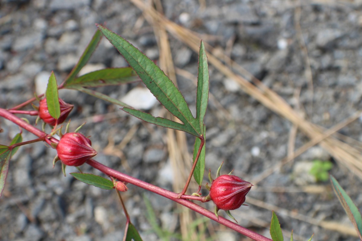 Hibiscus sabdariffa L.